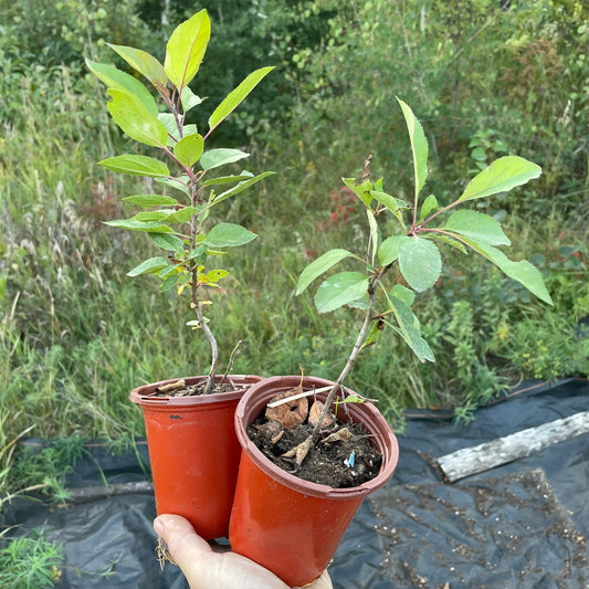 Pommetier de Sibérie (Malus Baccata)