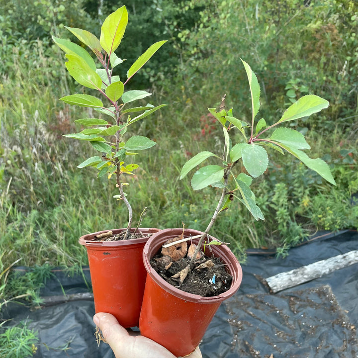 Siberian Crabapple (Malus Baccata)