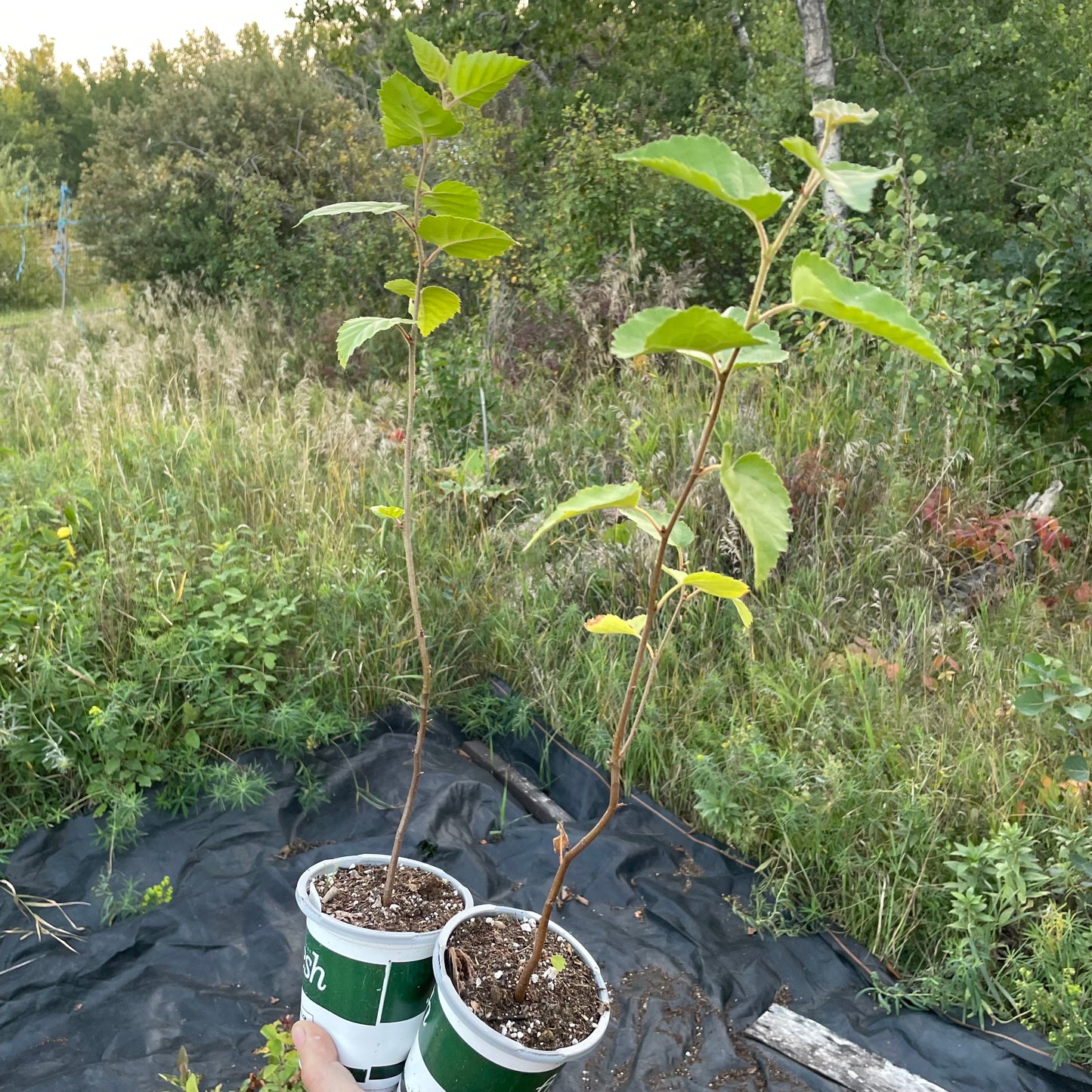 Paper Birch (Betula papyrifera)