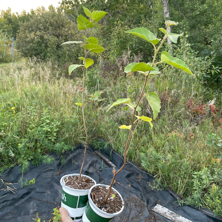 Paper Birch (Betula papyrifera)