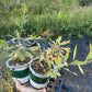Goji Berry (Lycium barbarum)