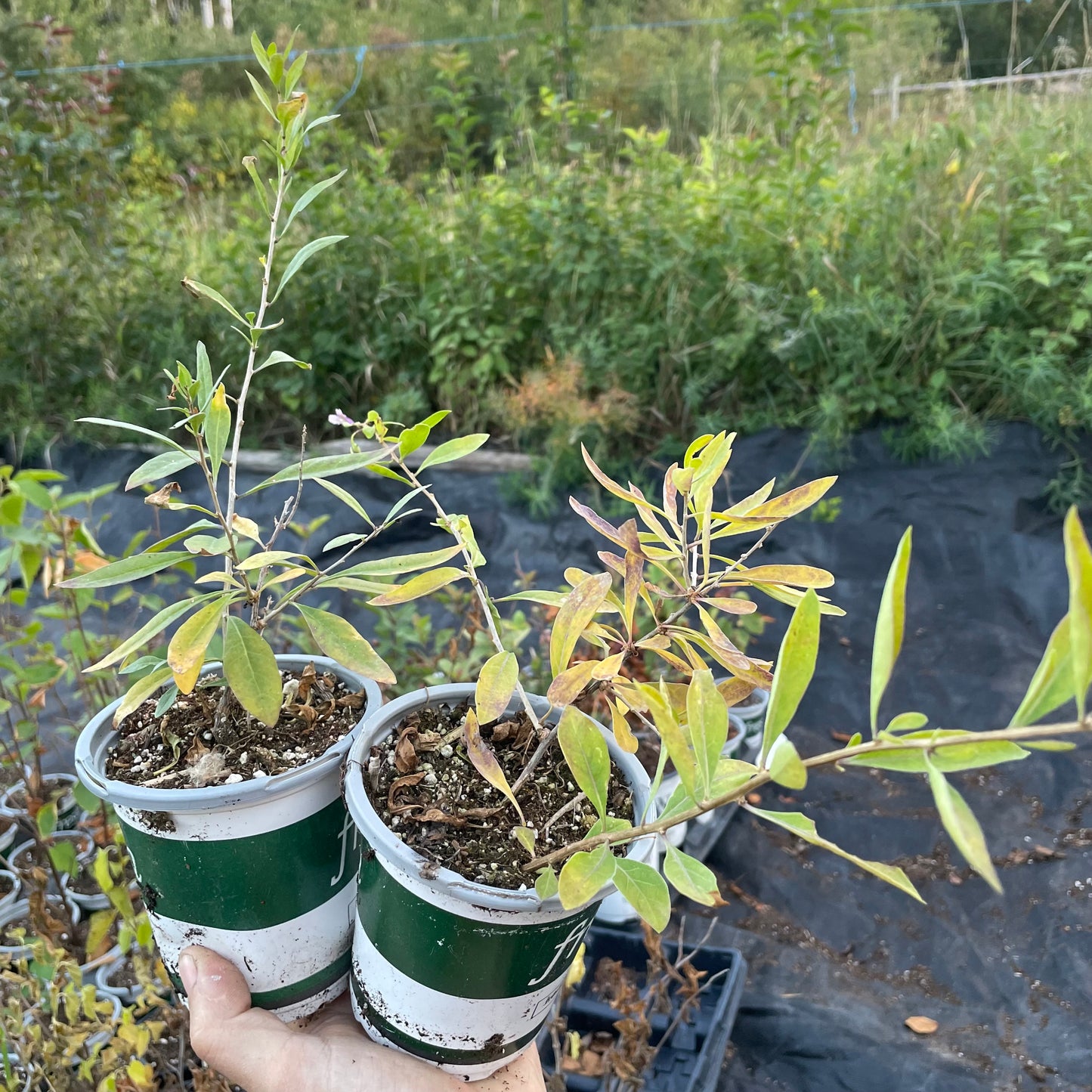 Baie de Goji (Lycium barbarum)