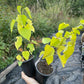 Tatarian White Mulberry (Morus alba var. tatarica)