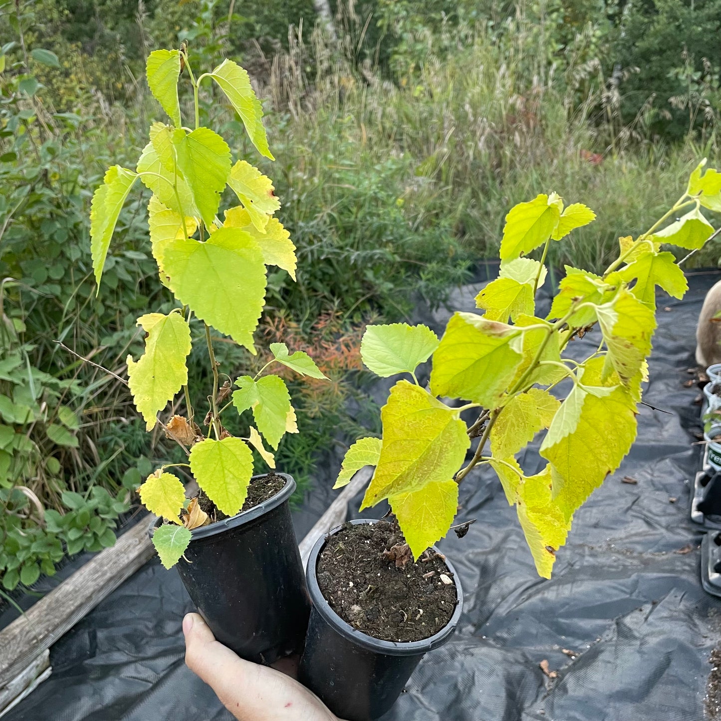 Mûrier blanc de Tartarie (Morus alba var. tatarica)
