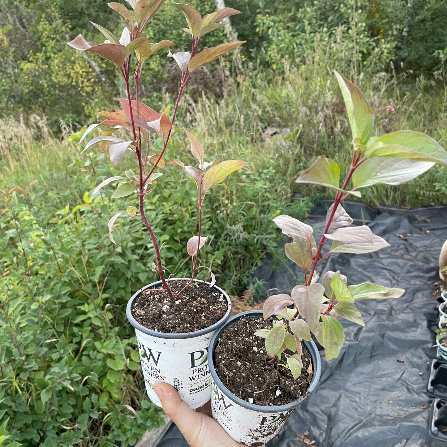Cornejo de mimbre rojo (Cornus sericea)