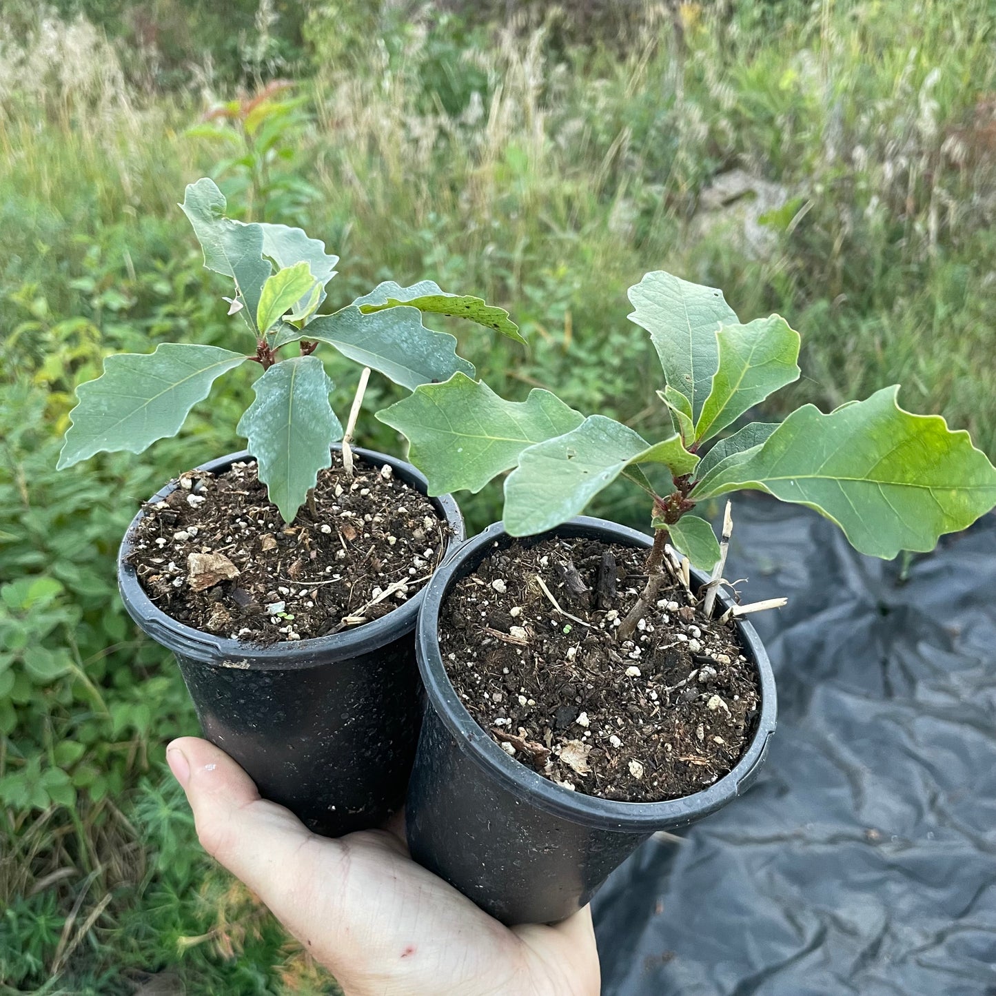 Chêne à gros fruits (Quercus macrocarpa)