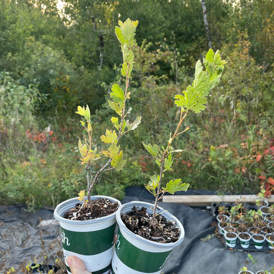 Jeanne Groseille à Maquereau (Ribes uva-crispa 'Jeanne') - Zone 3