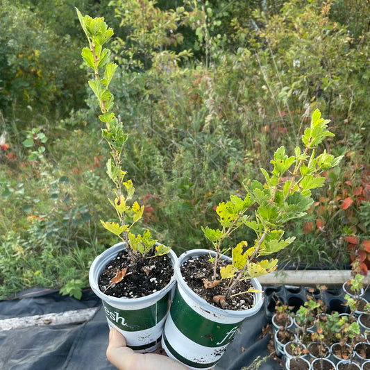 Groseille à maquereau rouge Hinnomaki (Ribes uva-crispa 'Hinnomaki Red')