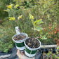 White Pearl Currant (Ribes rubrum 'White Pearl')