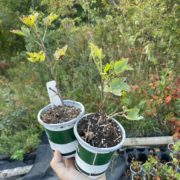 White Pearl Currant (Ribes rubrum 'White Pearl')