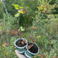 Black Reward Black Currant (Ribes nigrum 'Black Reward')