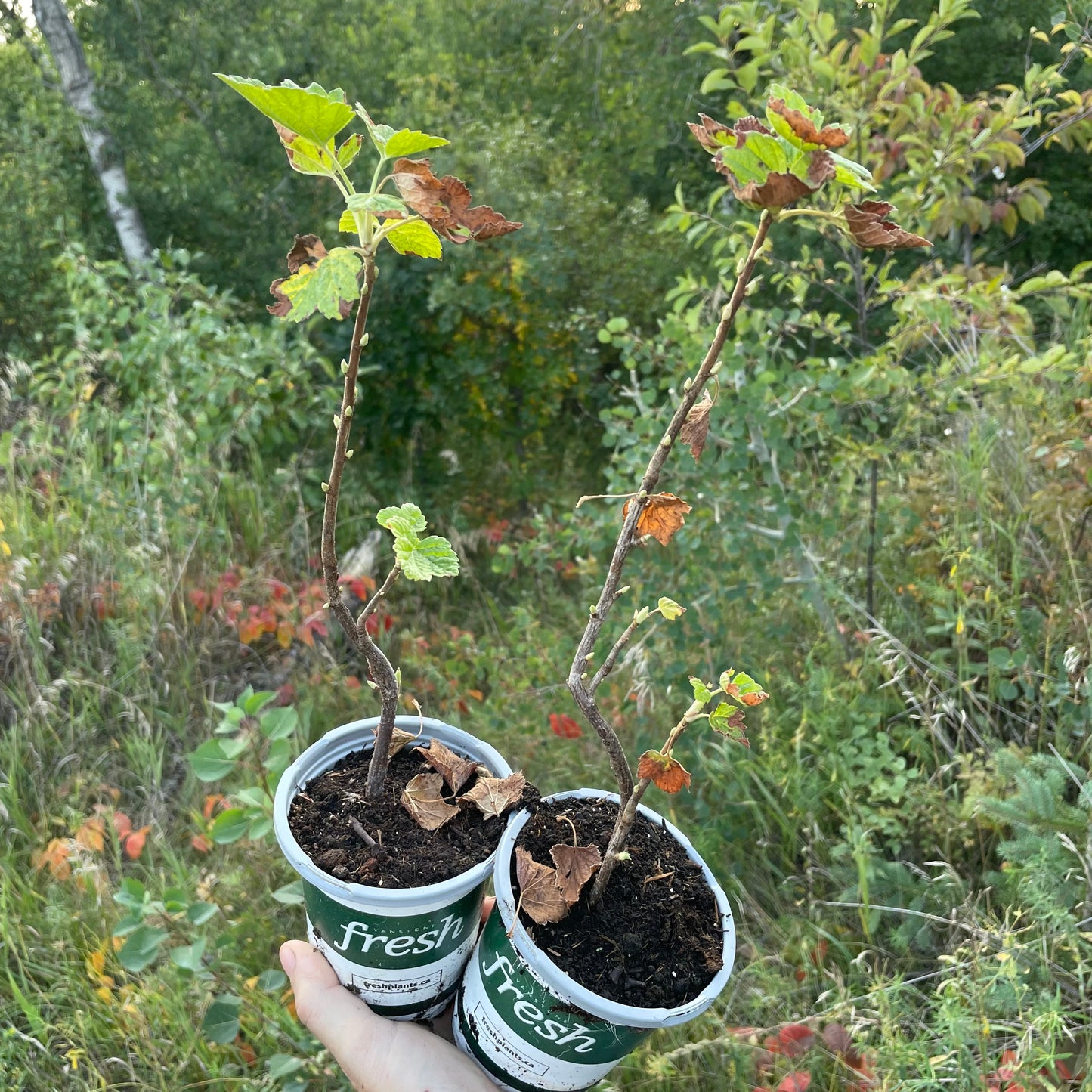 Groseille noire (Ribes nigrum 'Black Reward')
