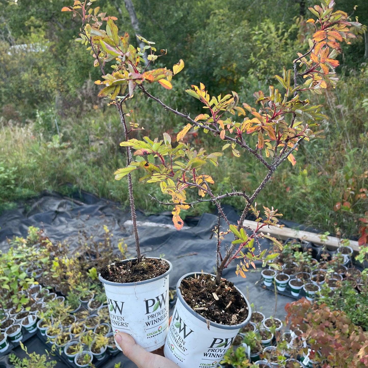 Rose des bois (Rosa woodsii)