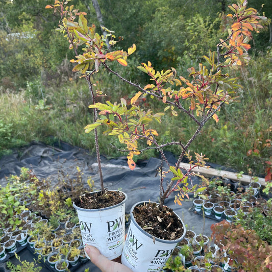 Woods' Rose (Rosa woodsii)