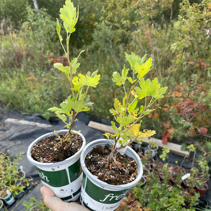 Easy Pickings Gooseberry (Ribes uva-crispa 'Easy Pickings')