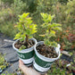 London Market Red Currant (Ribes rubrum 'London Market')