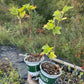 Tiben Black Currant (Ribes nigrum 'Tiben')