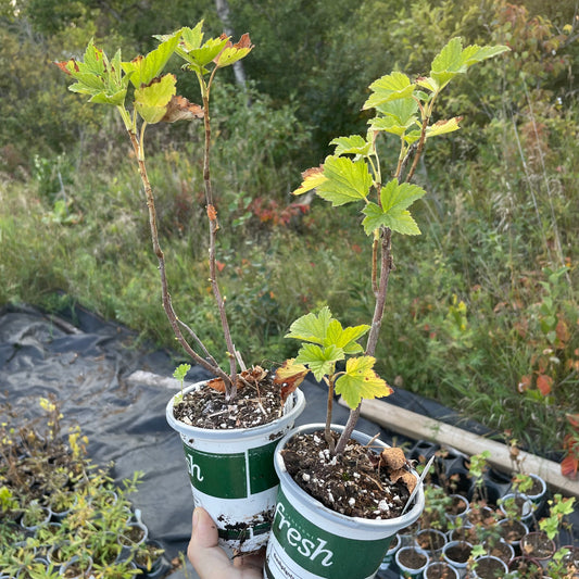 Cassis Tiben (Ribes nigrum 'Tiben')