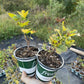 Wilder Red Currant (Ribes rubrum 'Wilder')