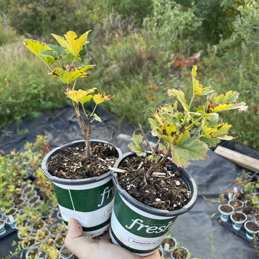Wilder Red Currant (Ribes rubrum 'Wilder')