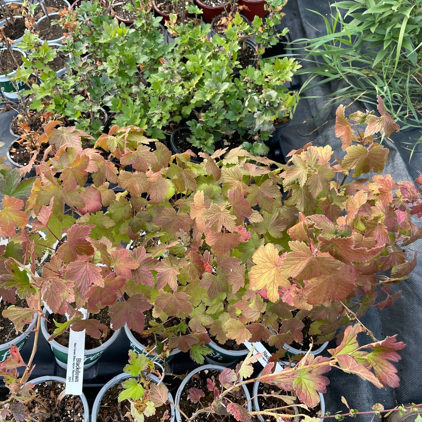 Groseille noire (Ribes nigrum 'Blackdown')