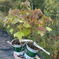 Blackdown Black Currant (Ribes nigrum 'Blackdown')