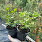 Alpine Currant (Ribes alpinum)