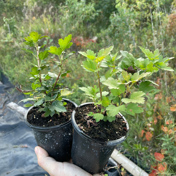 Alpine Currant (Ribes alpinum)