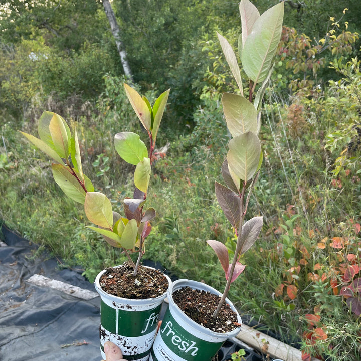 Aron Purple Chokeberry (Aronia melanocarpa 'Aron') - Zone 3