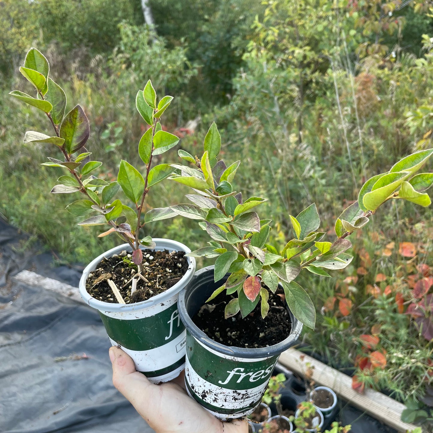Haie Cotoneaster (Cotoneaster lucidus)