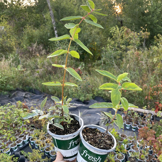 Haskap - Boreal Blizzard (Lonicera caerulea 'Boreal Blizzard')