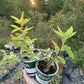 Indigo Treat Haskap (Lonicera caerulea 'Indigo Treat'