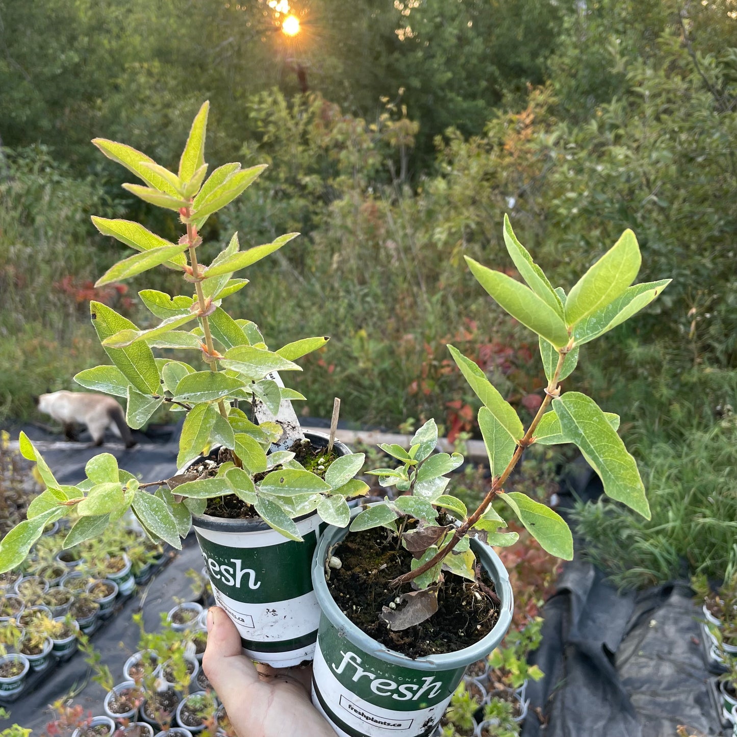 Indigo Treat Haskap (Lonicera caerulea 'Indigo Treat'