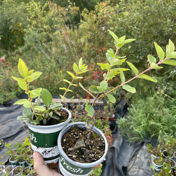 Haskap de gema índigo (Lonicera caerulea 'Gema índigo')