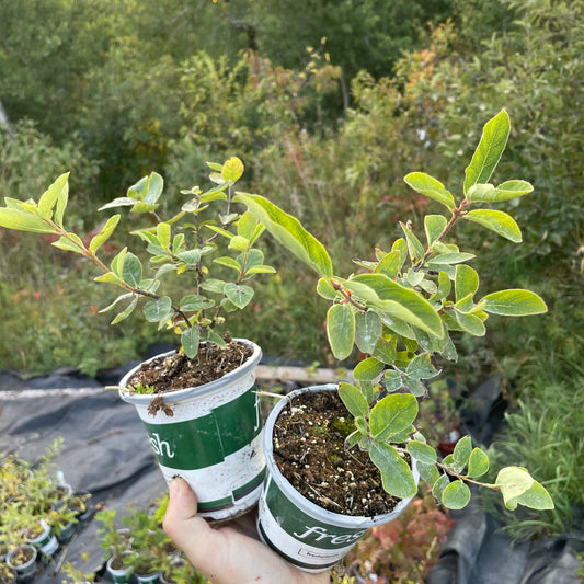 Mystery Haskap (Lonicera caerulea)