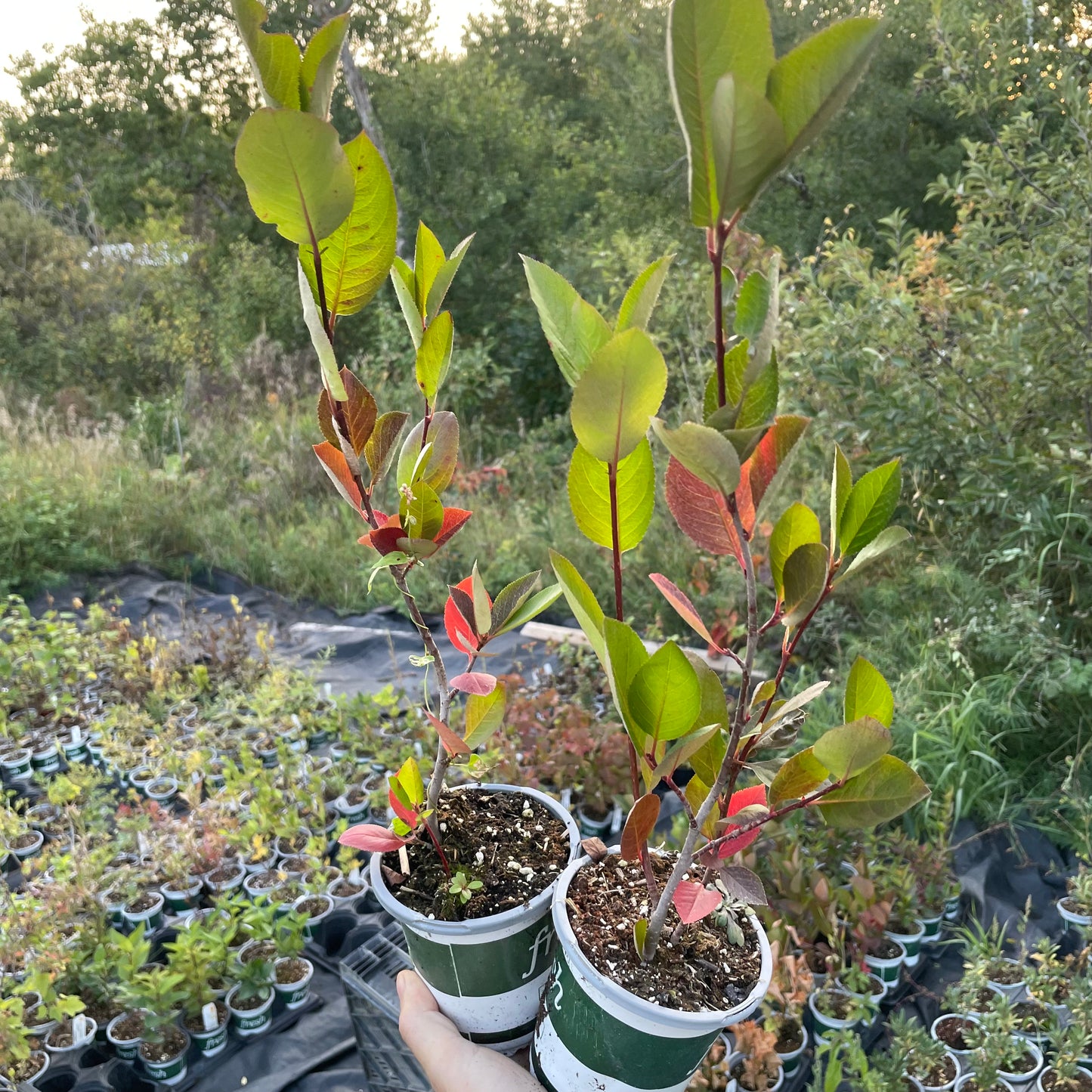 Viking Chokeberry (Aronia melanocarpa ‘Viking’)