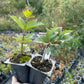 Highbush Cranberry (Viburnum trilobum)