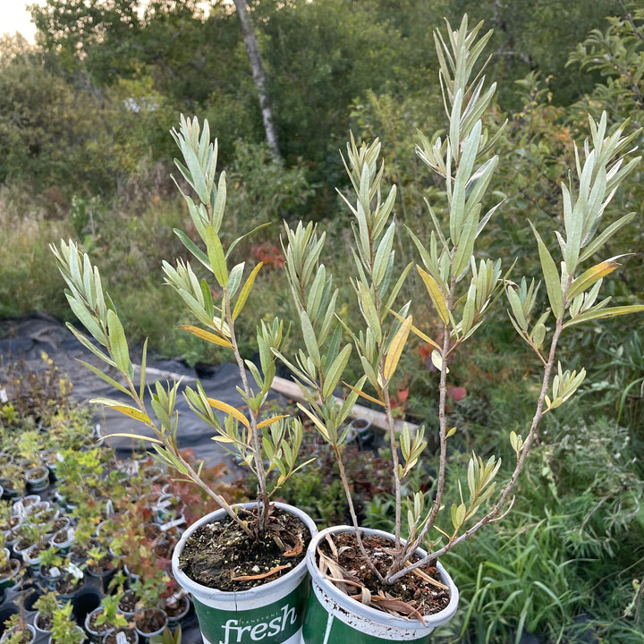 Pollmix Sea Buckthorn (Hippophae rhamnoides 'Pollmix') - Male Pollinator