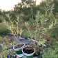 Chuyskaya Sea Buckthorn (Hippophae rhamnoides 'Chuyskaya')