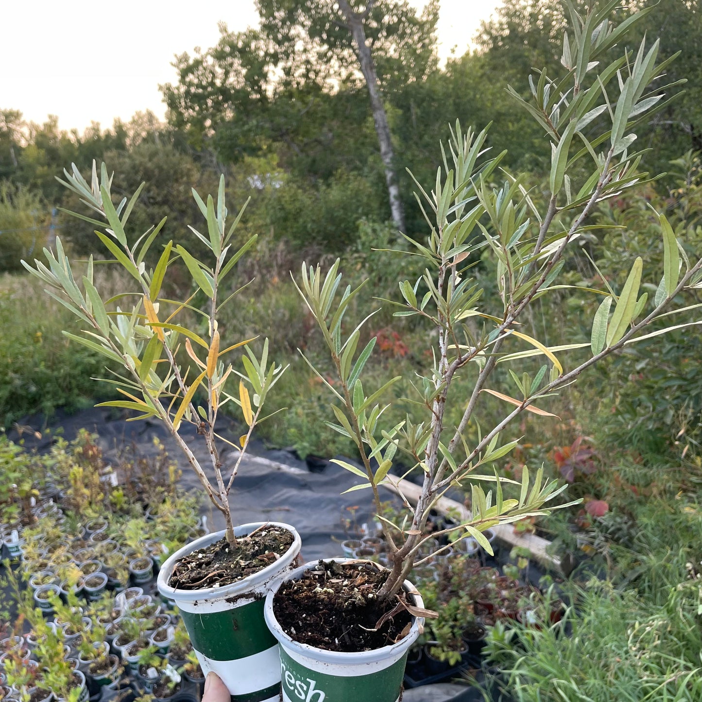 Espino amarillo de Chuyskaya (Hippophae rhamnoides 'Chuyskaya')