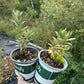Silver Star Sea Buckthorn (Hippophae rhamnoides 'Silver Star') - Male Pollinator