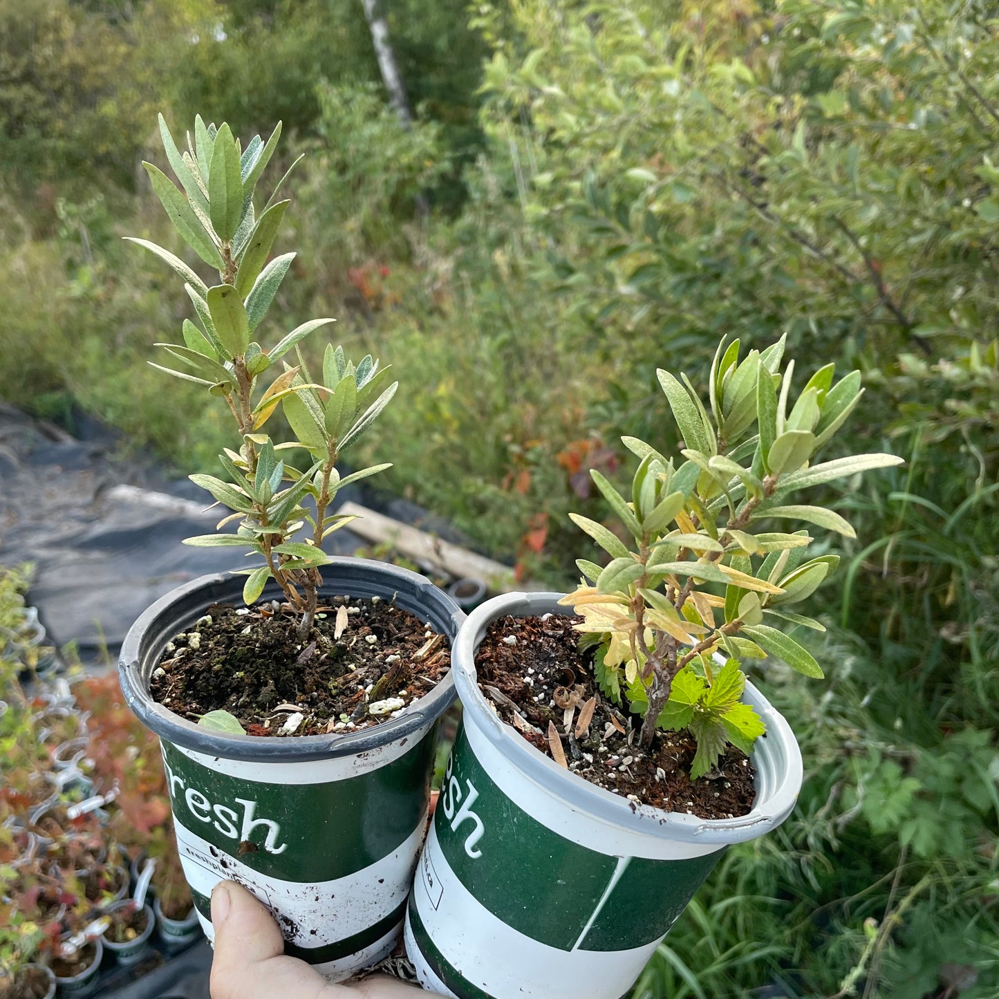 Espino amarillo estrellado plateado (Hippophae rhamnoides 'Silver Star') - Polinizador macho