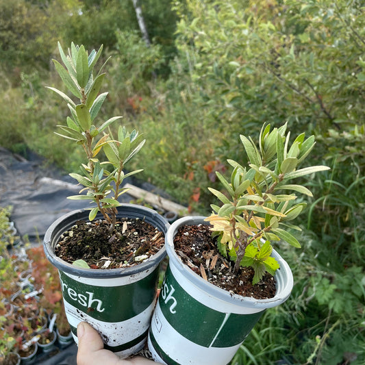 Espino amarillo estrellado plateado (Hippophae rhamnoides 'Silver Star') - Polinizador macho