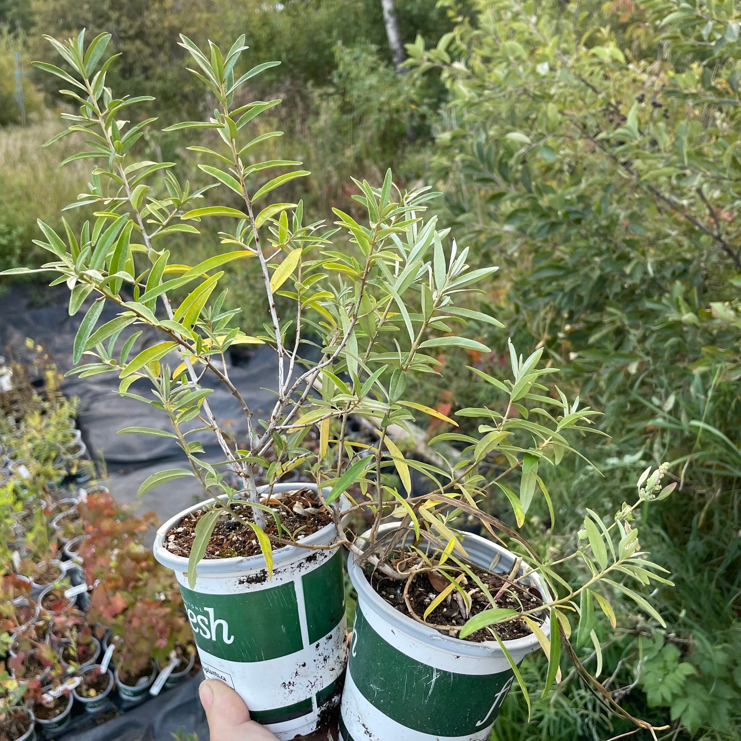 Argousier sauvage (Hippophae rhamnoides)