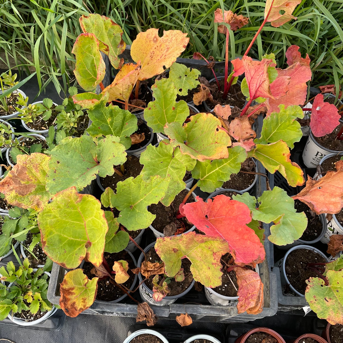 Garden Rhubarb (Rheum × hybridum)