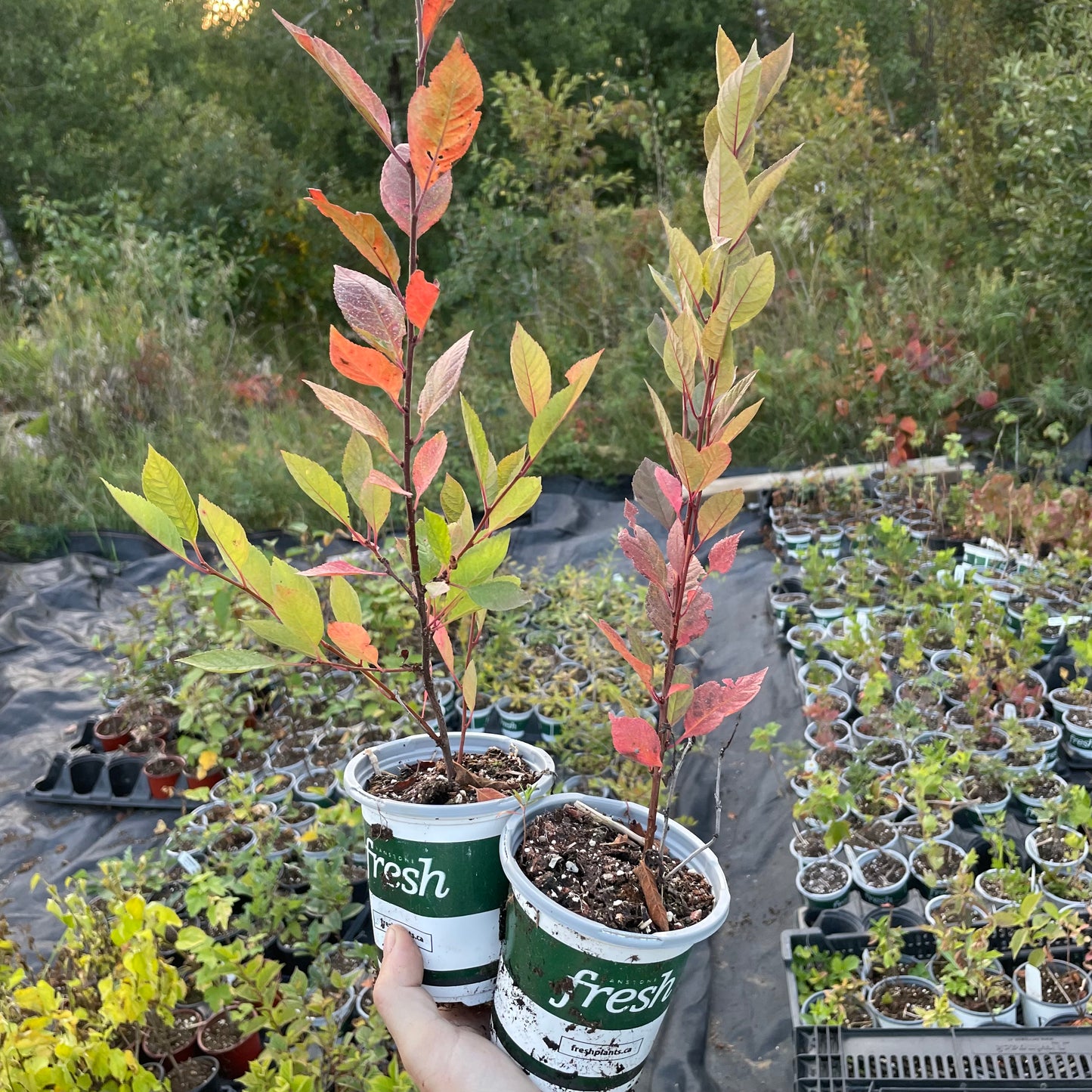 Cerisier noir de Nankin (Prunus tomentosa x Prunus besseyi 'Nigra')