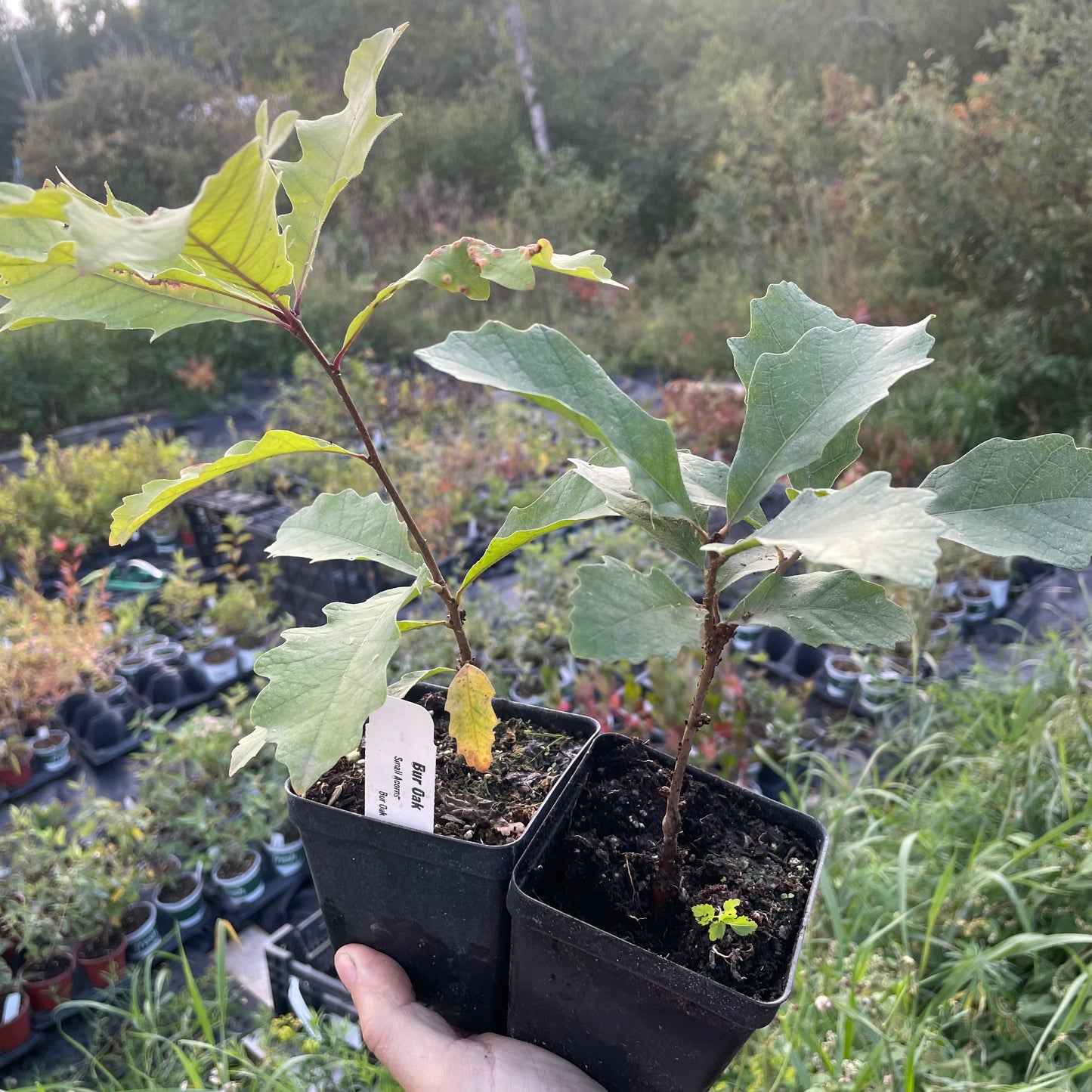 Chêne à gros fruits (Quercus macrocarpa)