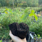 American Hazelnut (Corylus americana)