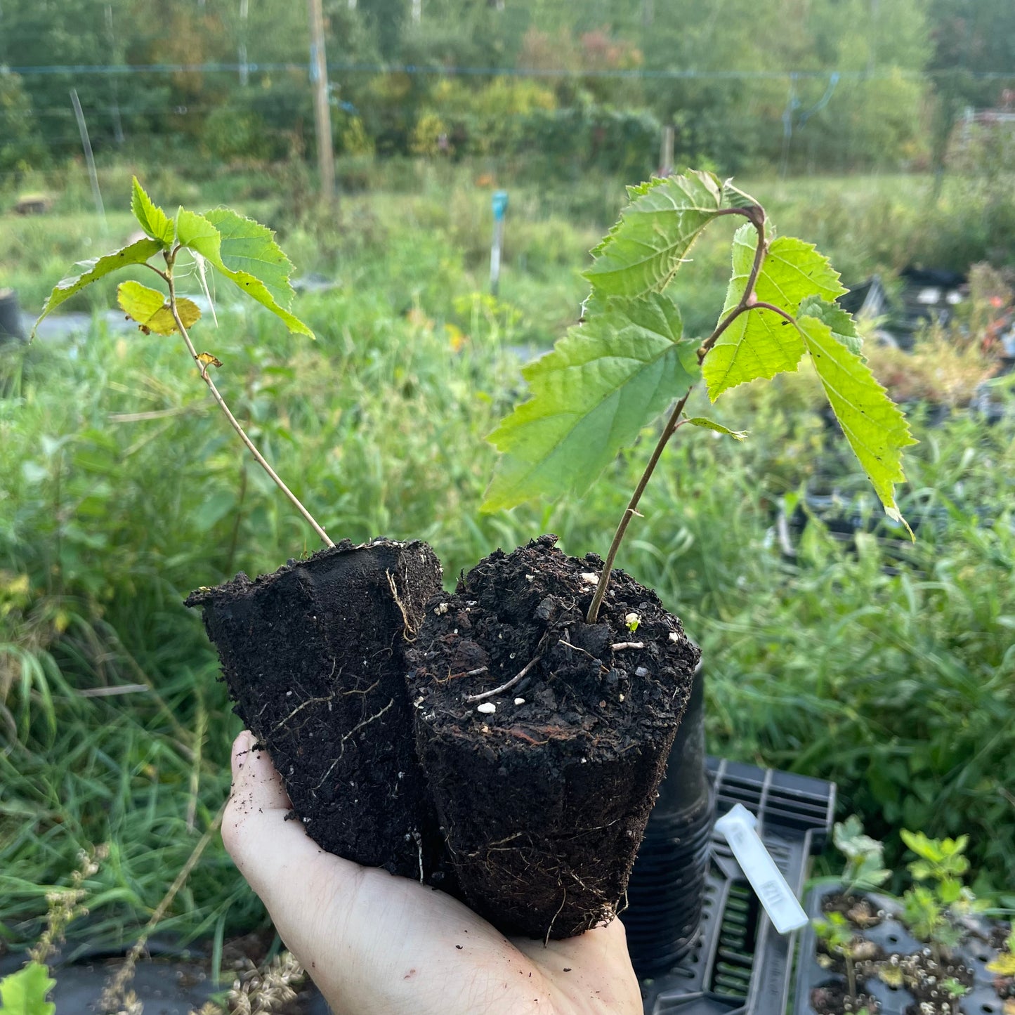 Avellana americana (Corylus americana)