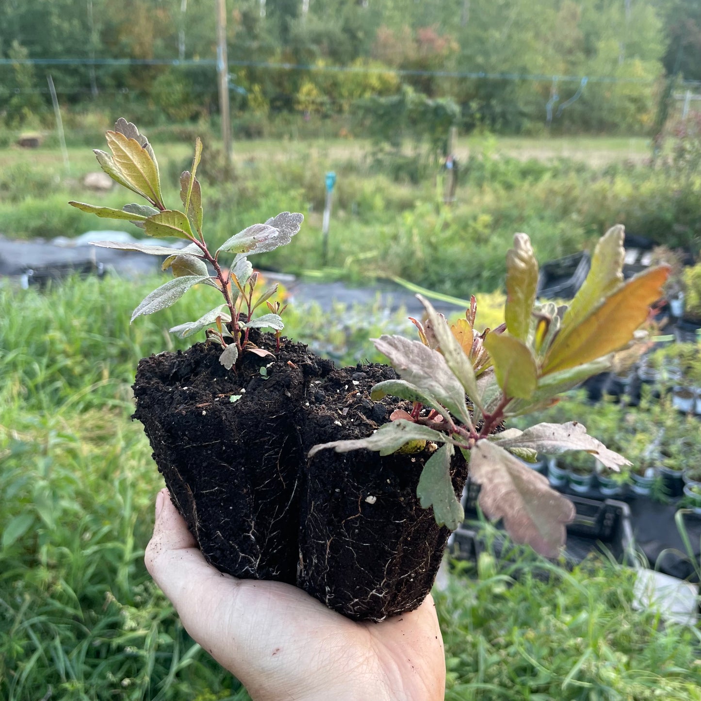Northern Bayberry (Myrica pensylvanica)